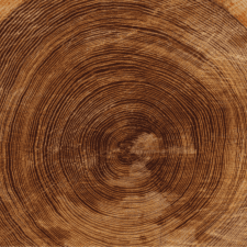 A close up of the wood grain on a tree