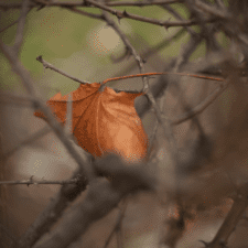 A leaf sitting on top of a tree branch.