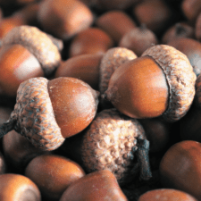 A pile of acorns that are sitting on the ground.